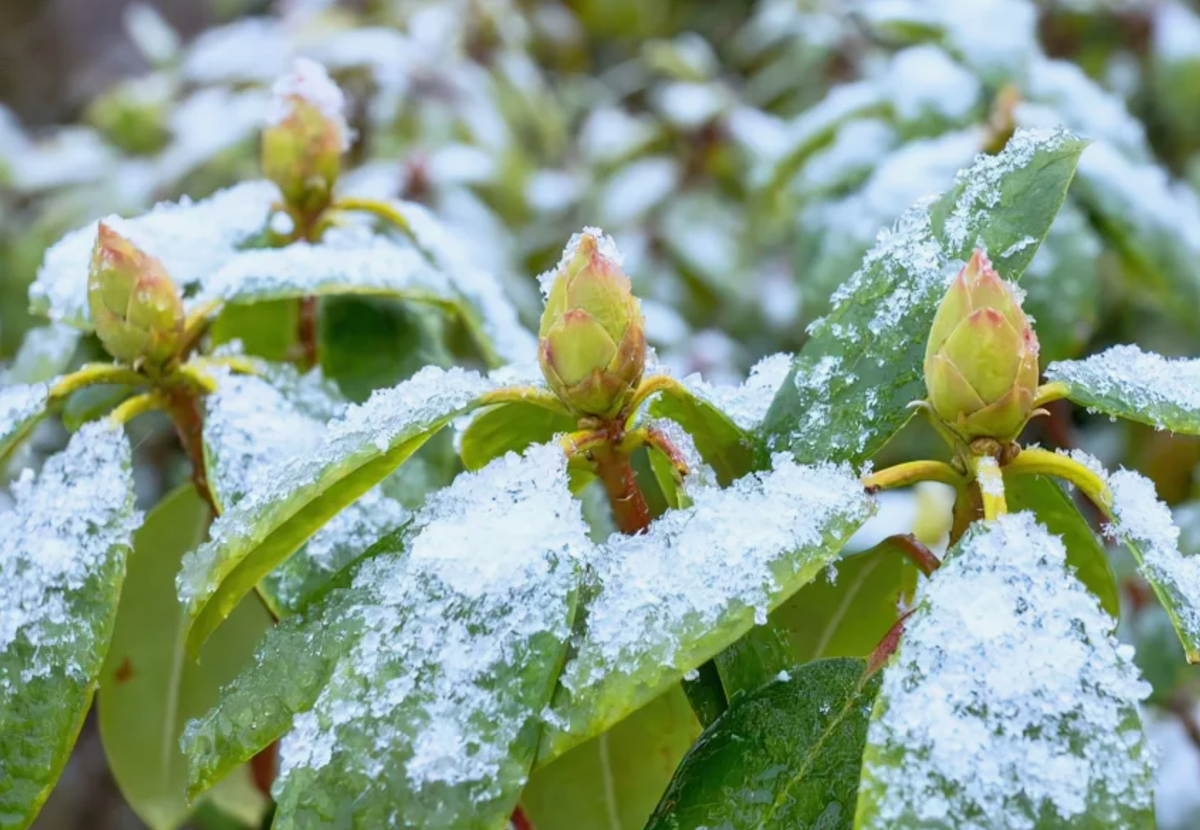 Источник фото: greensad36.ru