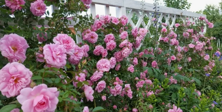 Дэвид Томпсон