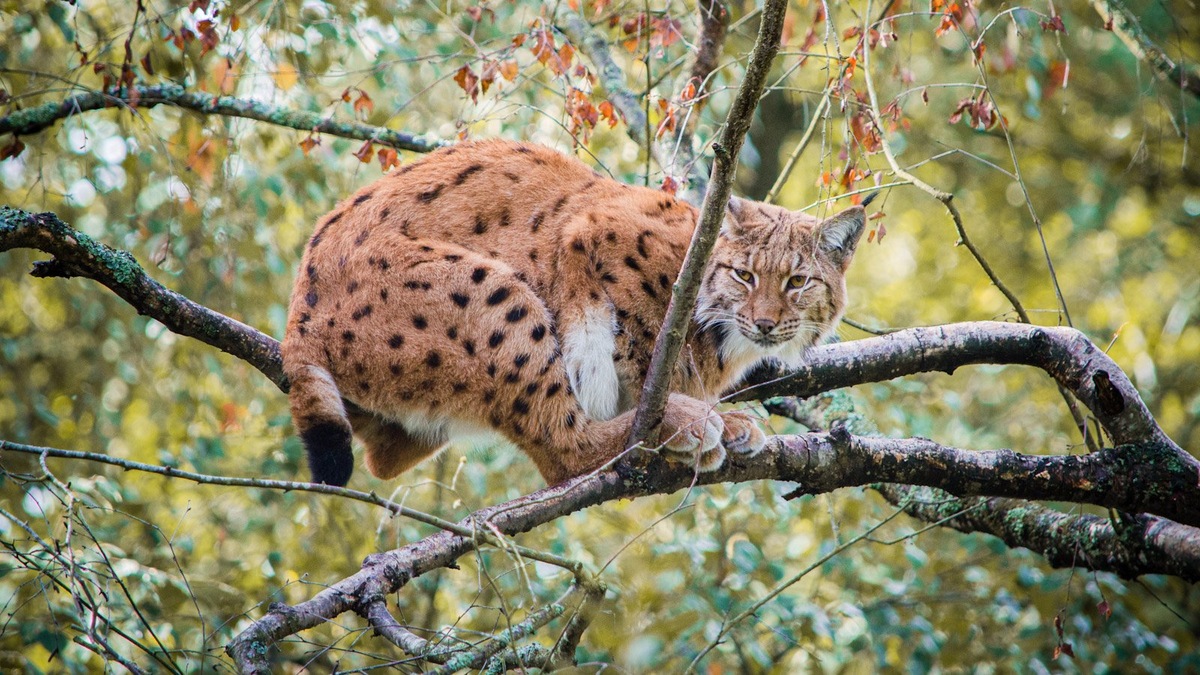    Запечатлеть речных выдр получилось всего дважда: в 2023 и 2025 годах