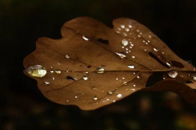    К чему снятся листья?