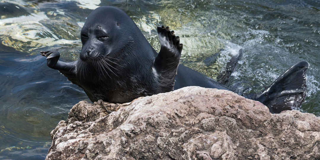 Морской заяц, ушкан или всё-таки байкальская нерпа?