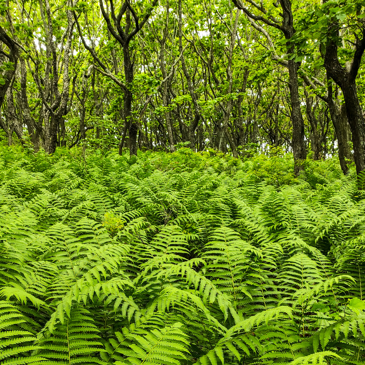 Заросли папоротника