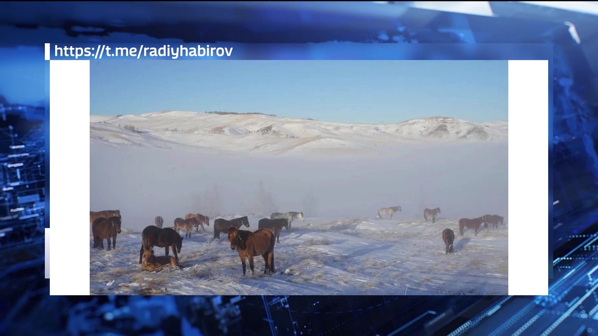    Радий Хабиров поделился фотографиями природы Башкортостана с лошадьми на тебеневке