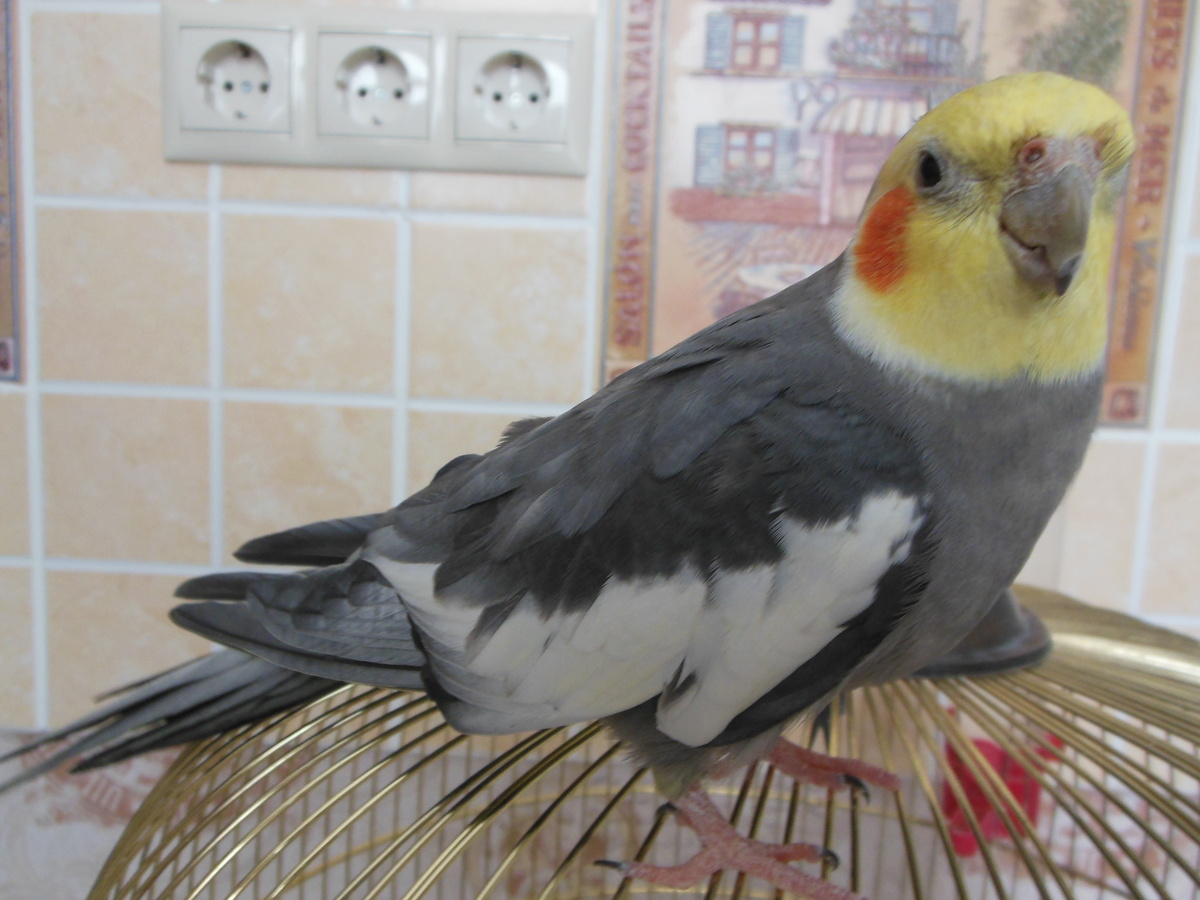 Попугай Петруша на своей клетке. Фото из семейного архива.