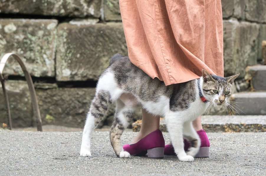 Кошка трется об ноги. Фото: Shutterstock, Fotodom.ru