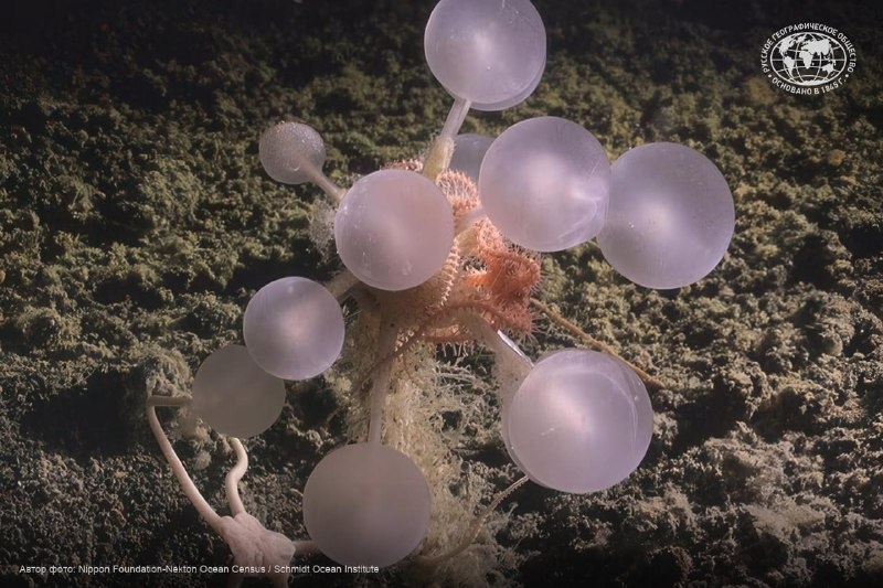 «Плотоядный шар смерти» обнаружили глубоко под водой в Антарктиде