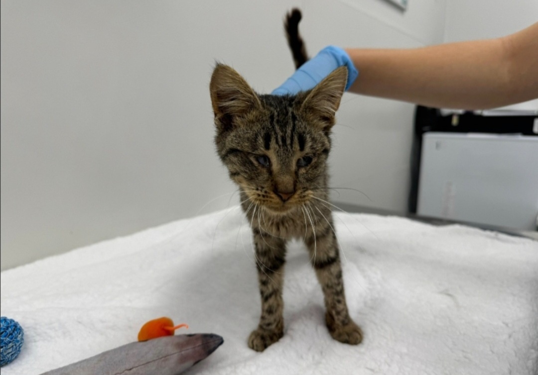 Тошенька в клинике. Первые дни после спасения 