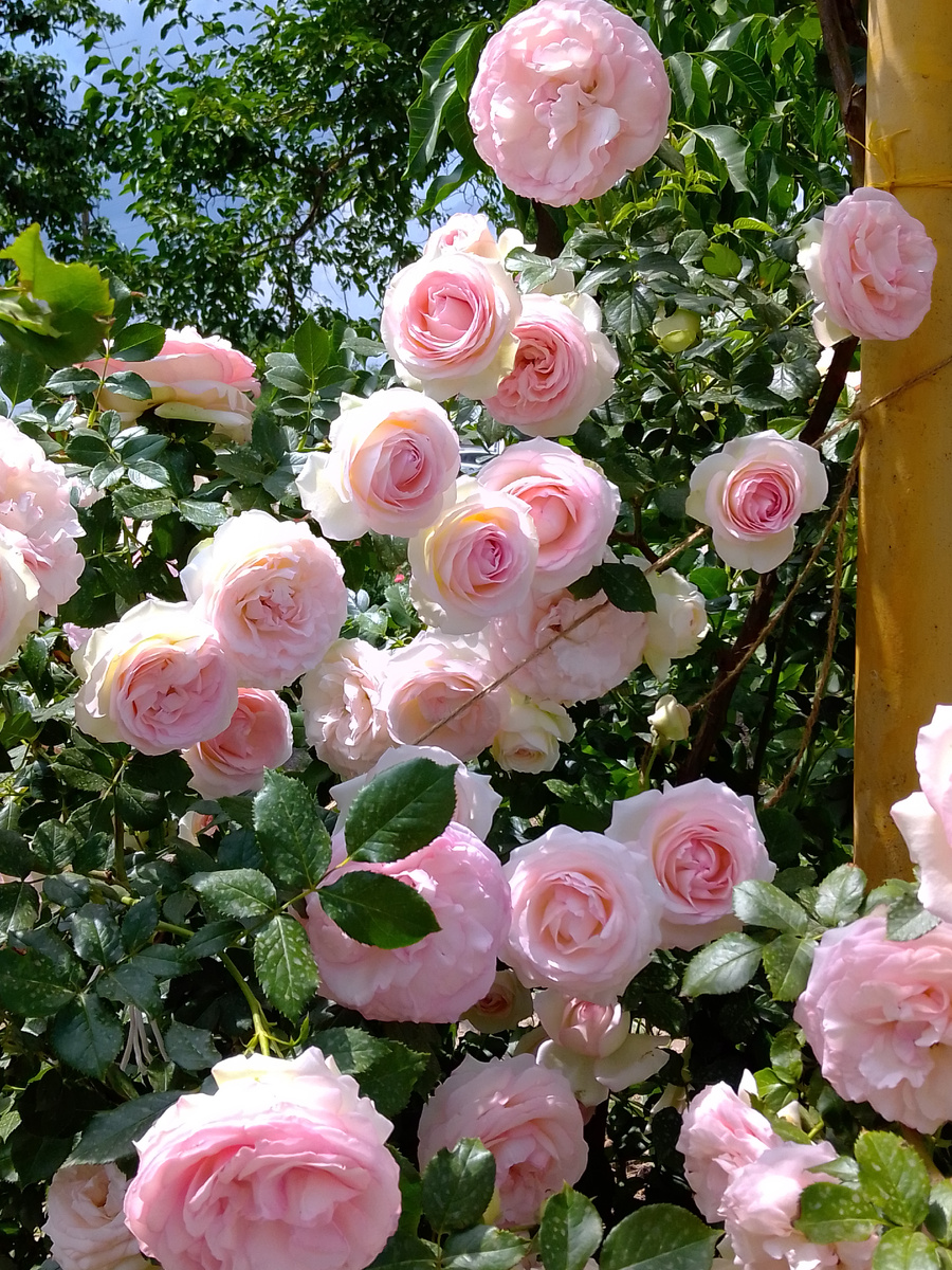 "Пьер де Ронсар"