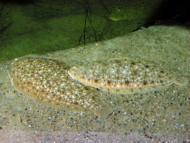 Фотография из интернета