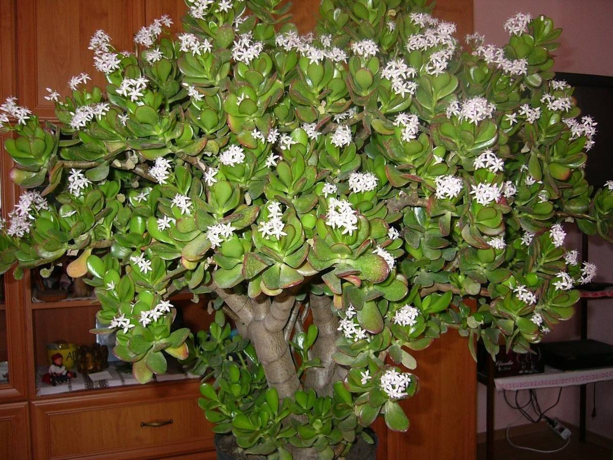 Почему толстянка (денежное дерево) так популярна?