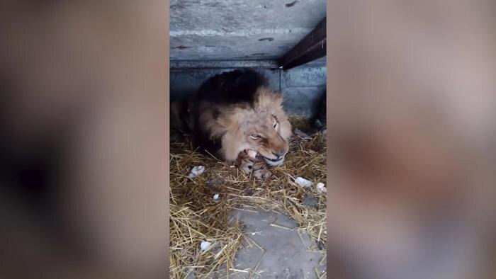 Обложка © Telegram / Балицкий Евгений