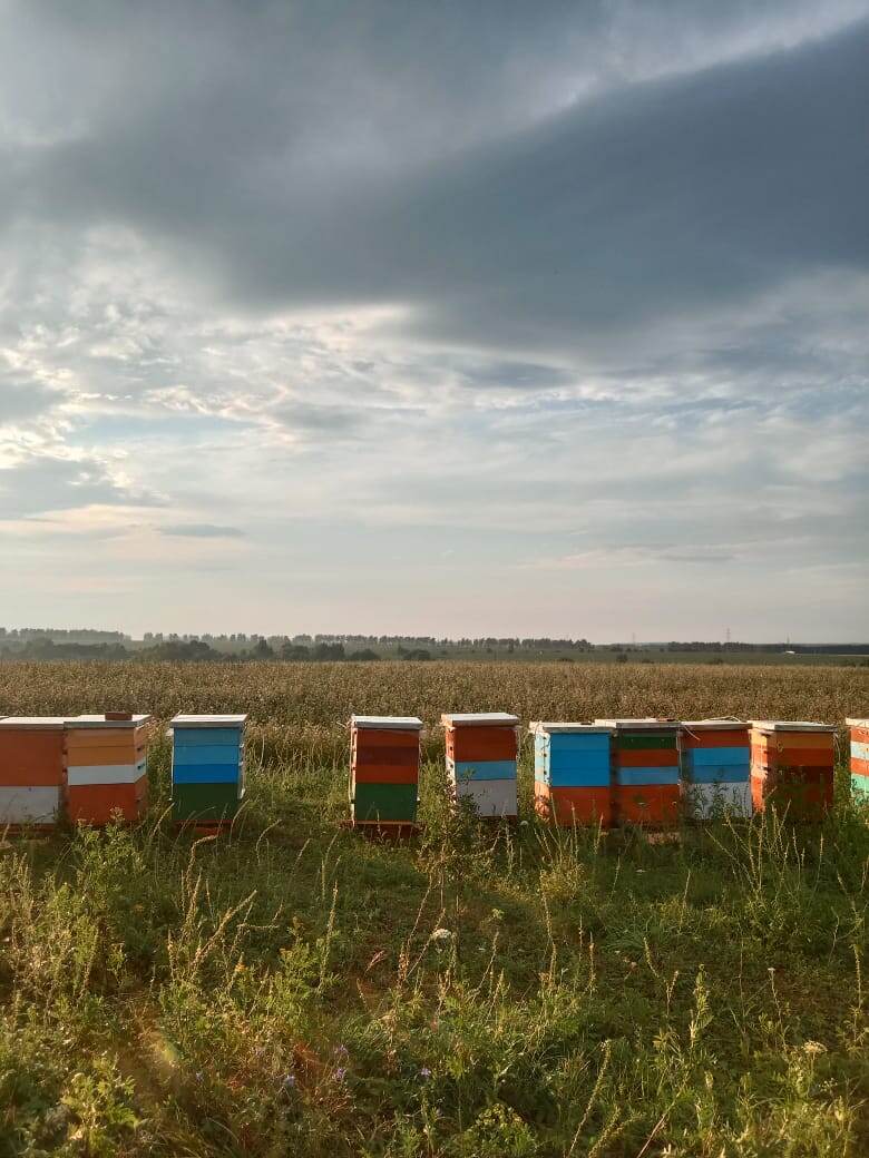 Наши пчёлы на гречишном поле