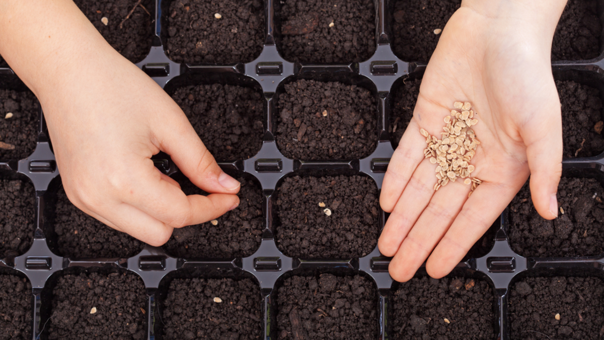 Выдержанные семена справа заметно темнее и плотнее на ощупь