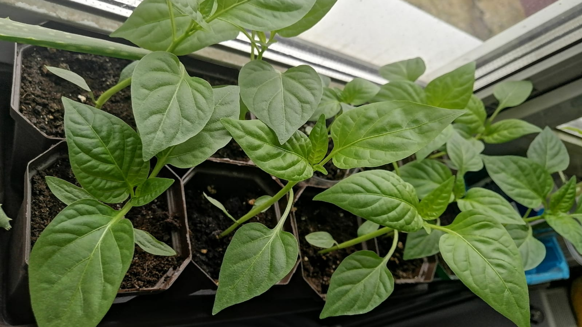 Листья имели насыщенный темно-зеленый цвет вместо бледного