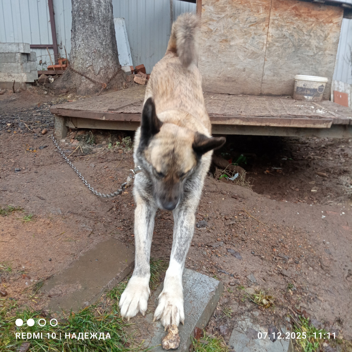 Мишанькины потягушки. 