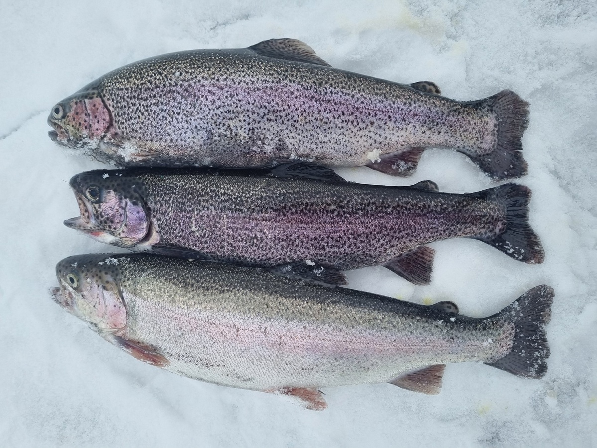 Конопатые на заснеженном льду