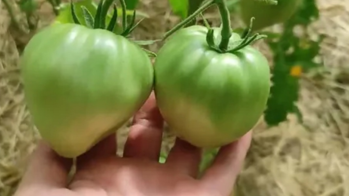 Первый урожай минусинских сортов: ожидание против реальности