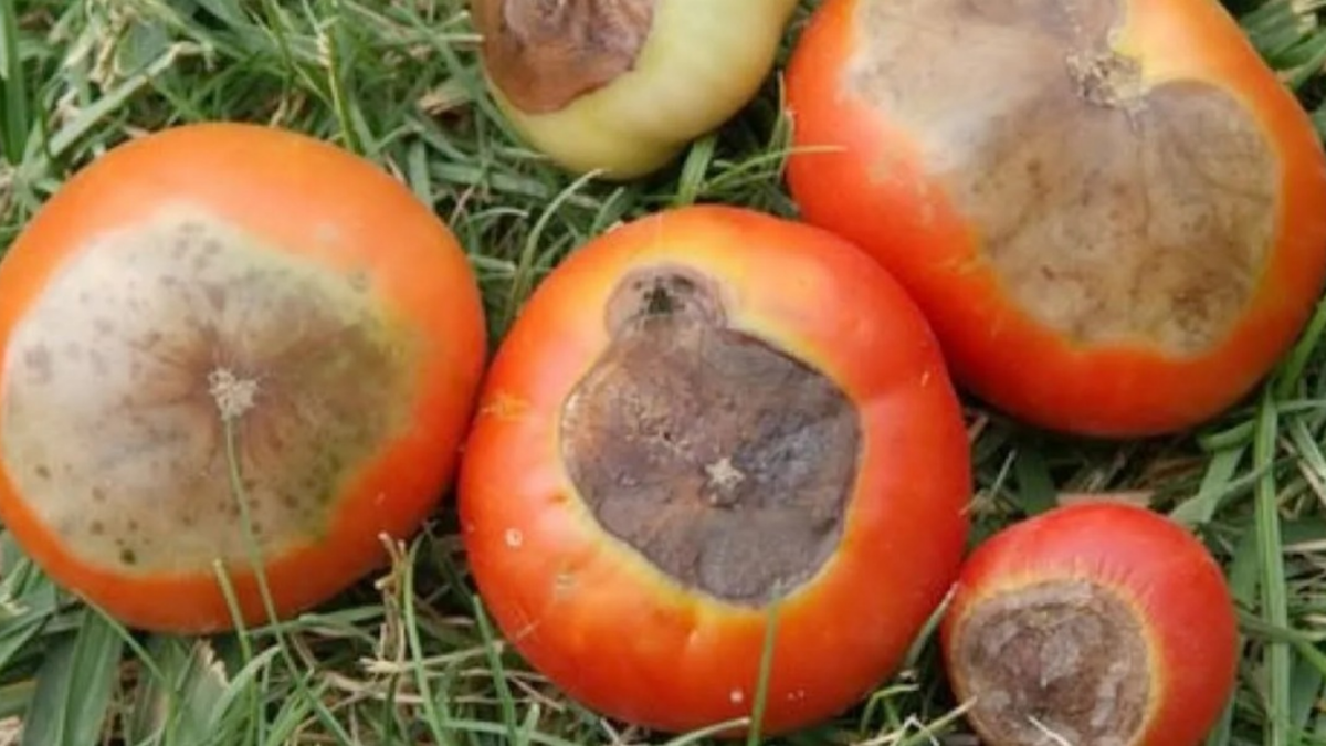 Вершинная гниль уничтожила треть урожая стаканов в июле