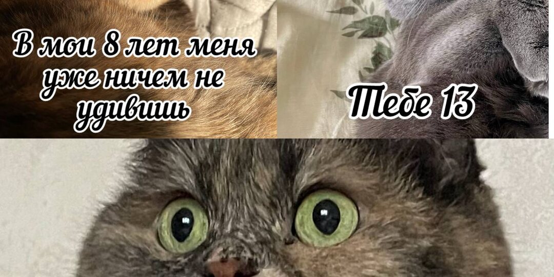 10 забавных мемов про котиков, которые заменят печеньки к кофе