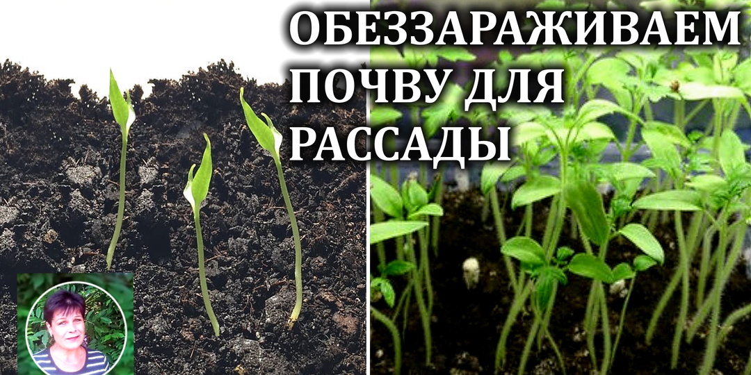4 лучших способа ОБЕЗЗАРАЗИТЬ ПОЧВУ для рассады