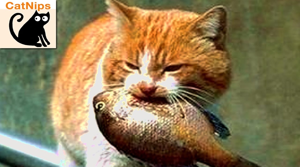 ПоЧемУ рыбку любят даже Котики и тебе советуют любить