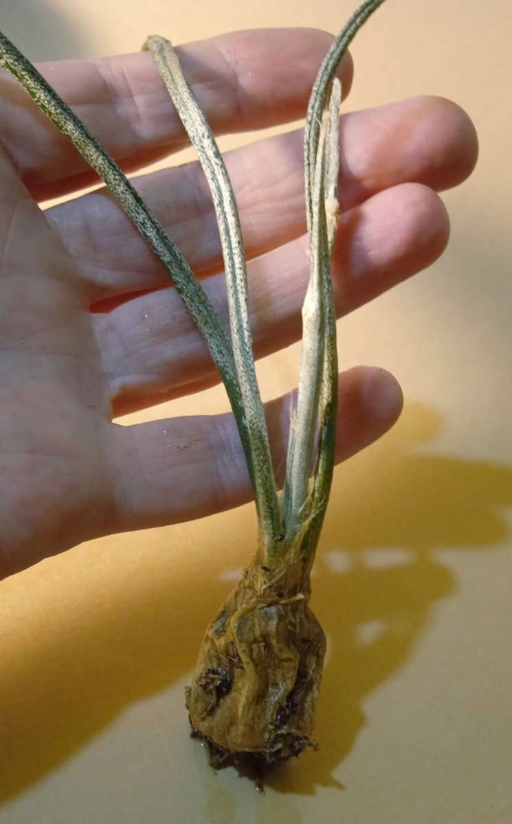 Голова Медузы