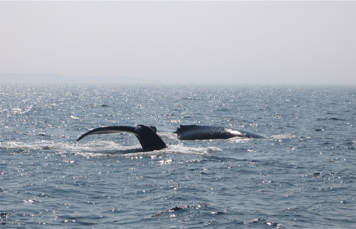 Пара китов, нам повезло в тот день. Вообще мы увидели группу из 6 особей, но фото не сохранилось.