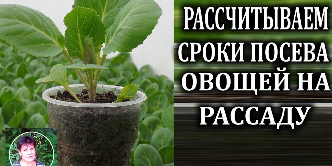Пример расчета сроков посадки семян на рассаду