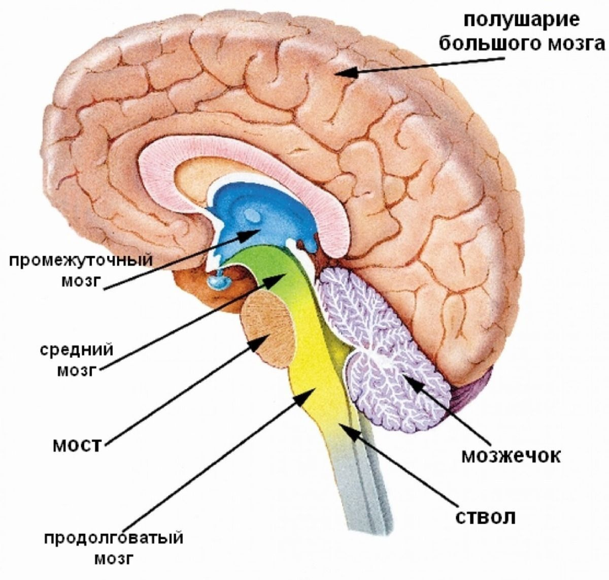 Строение мозга