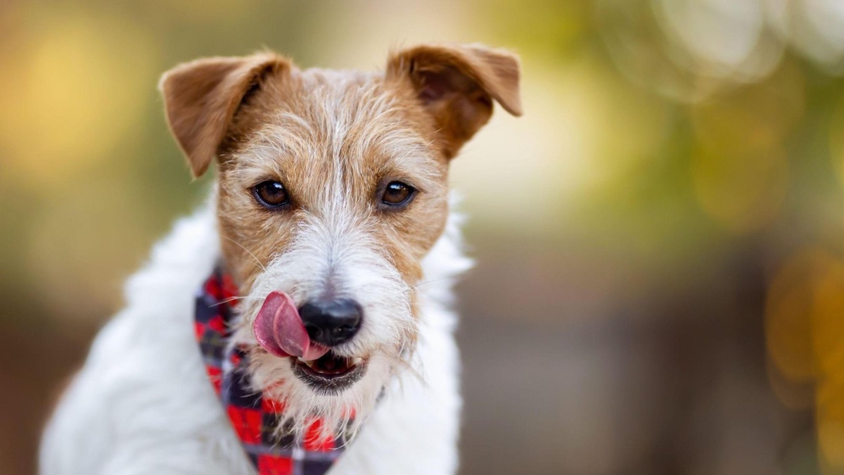    Собаки, разумеется, слышат намного лучше людей но чуть хуже, чем кошки