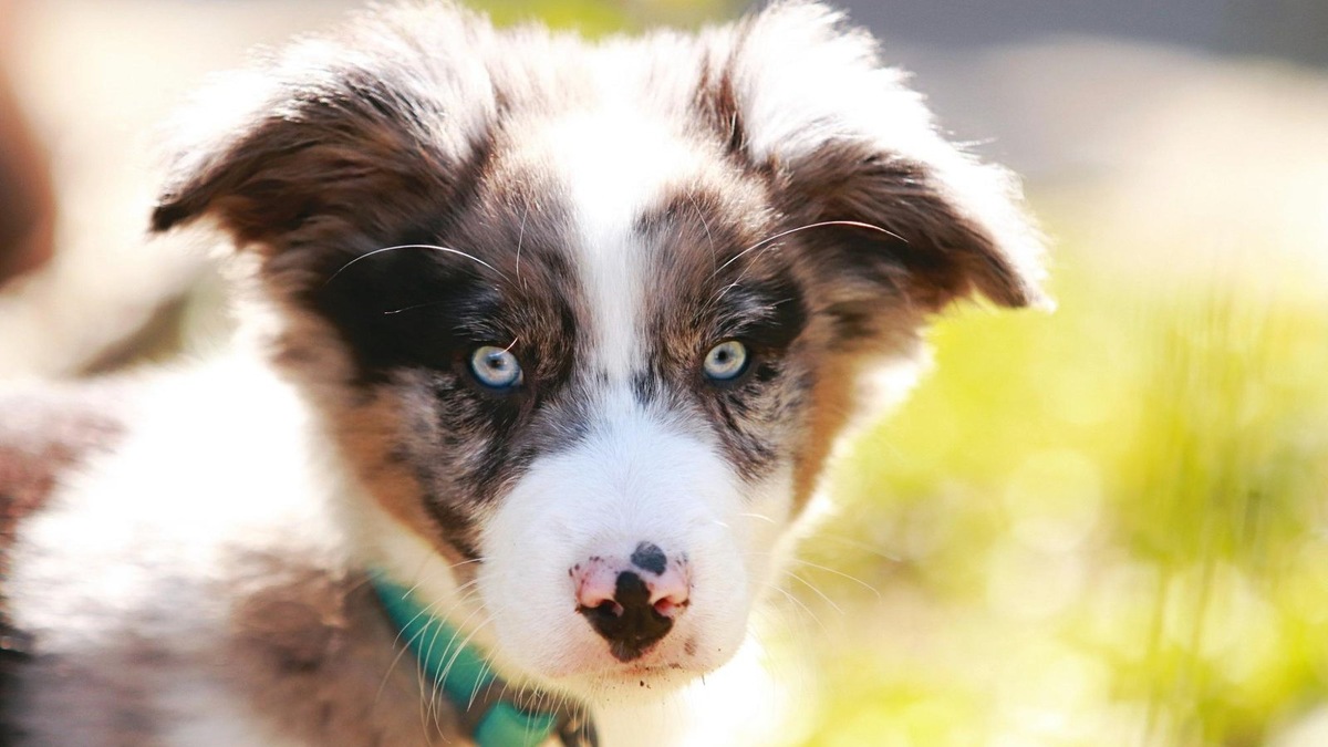    Уши собаки умеют «работать» независимо друг от друга