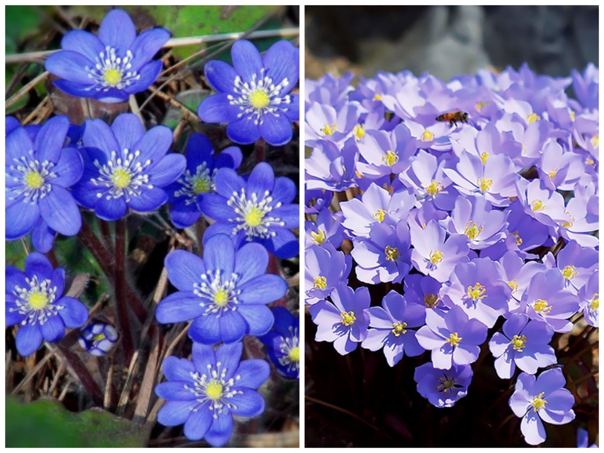 Слева - печёночница, справа - джефферсония.