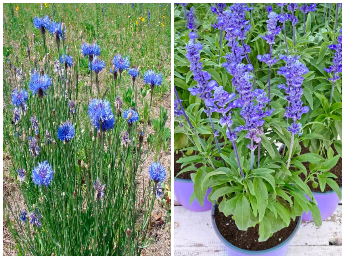 Василёк слева, шалфей мучнистый справа.