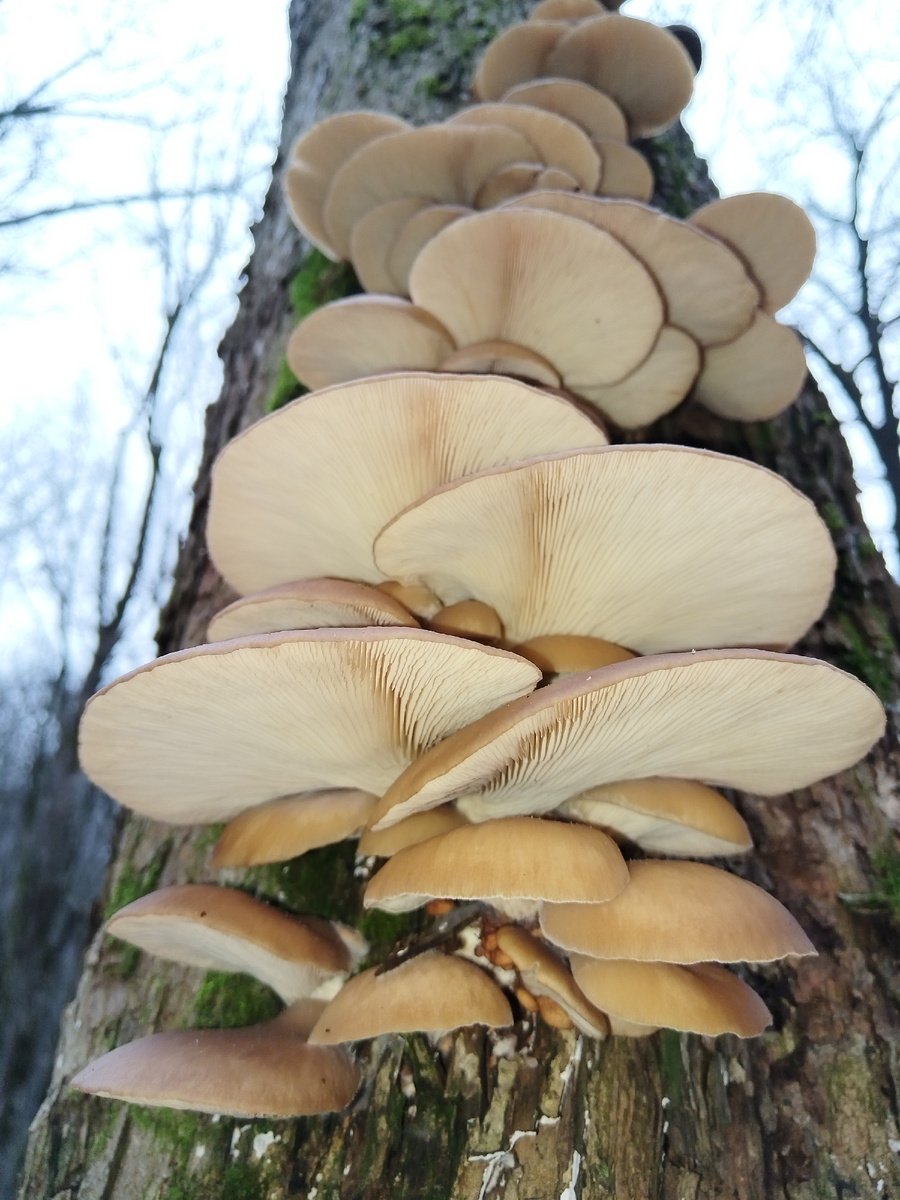 Вёшенка обыкновенная