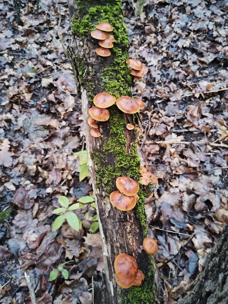 Опёнок зимний