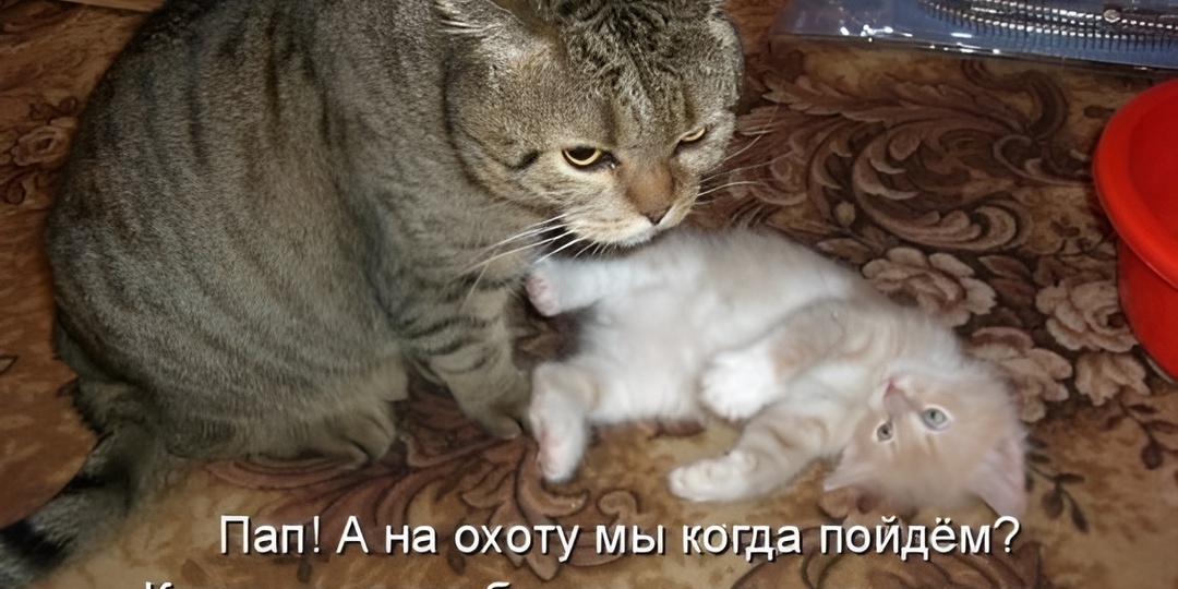 15 смешных картинок с надписями для поднятия настроения. Как выбрать подарок? Гайд от Василисы