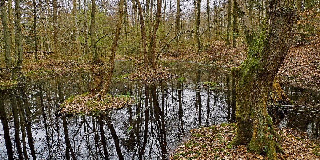 Почему две золотые монеты из болота взбудоражили исследователей и специалистов
