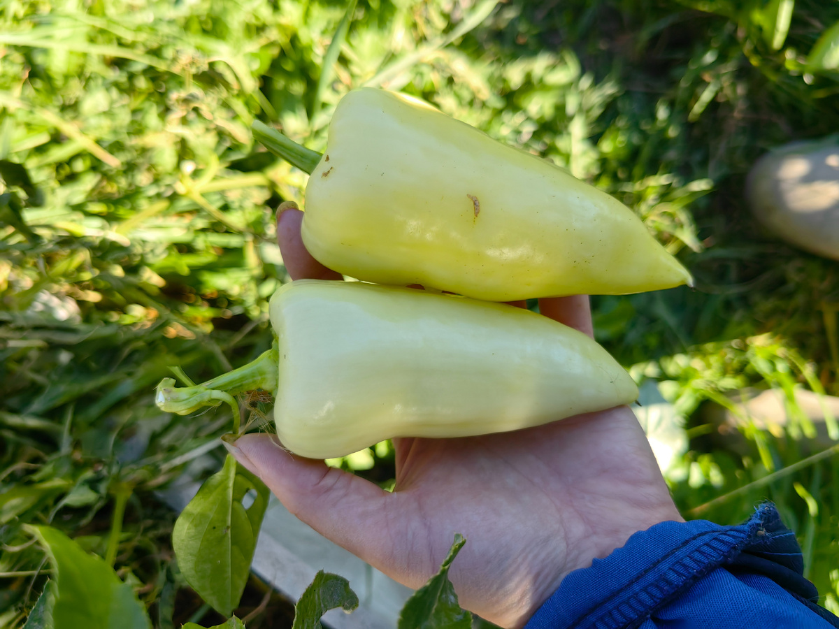 Алтайский плодовитый