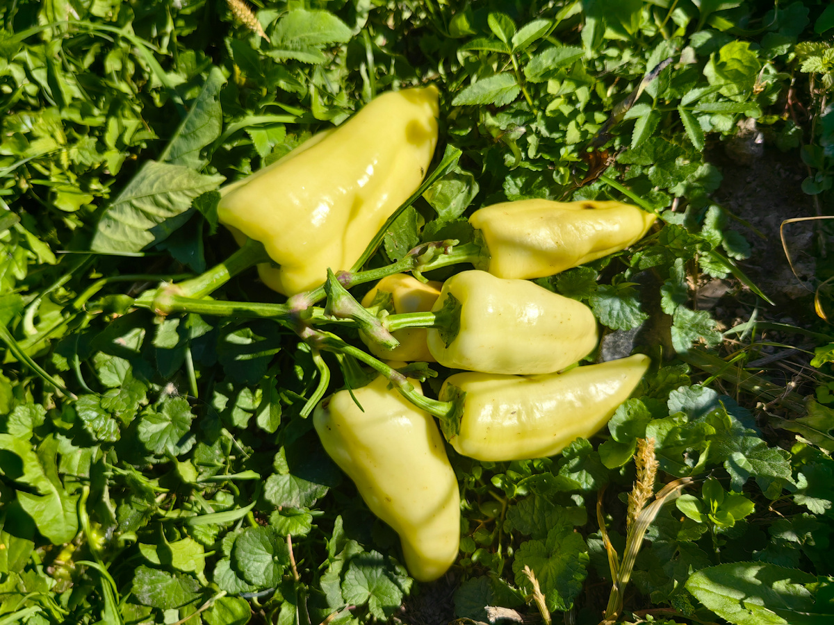 Алтайский плодовитый