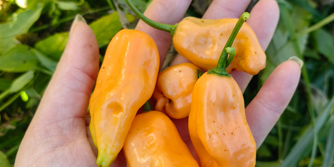 Про перцы 2025. Глобально неудачный год!