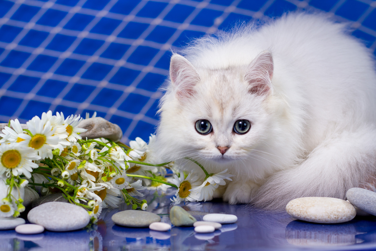 Я никогда не стригу и не брею своих пушистх кошек Нюша