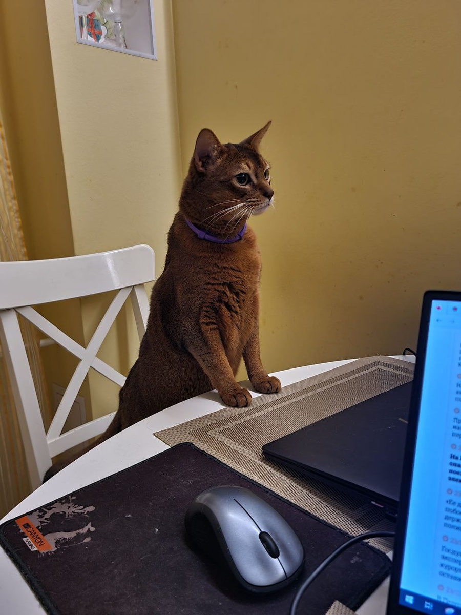 Котик Мася - для привлечения внимания. Он очень любит курочку из шавермы.