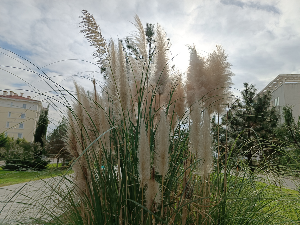 ФТ Сириус, Бульвар Надежд, декабрь 2025 года