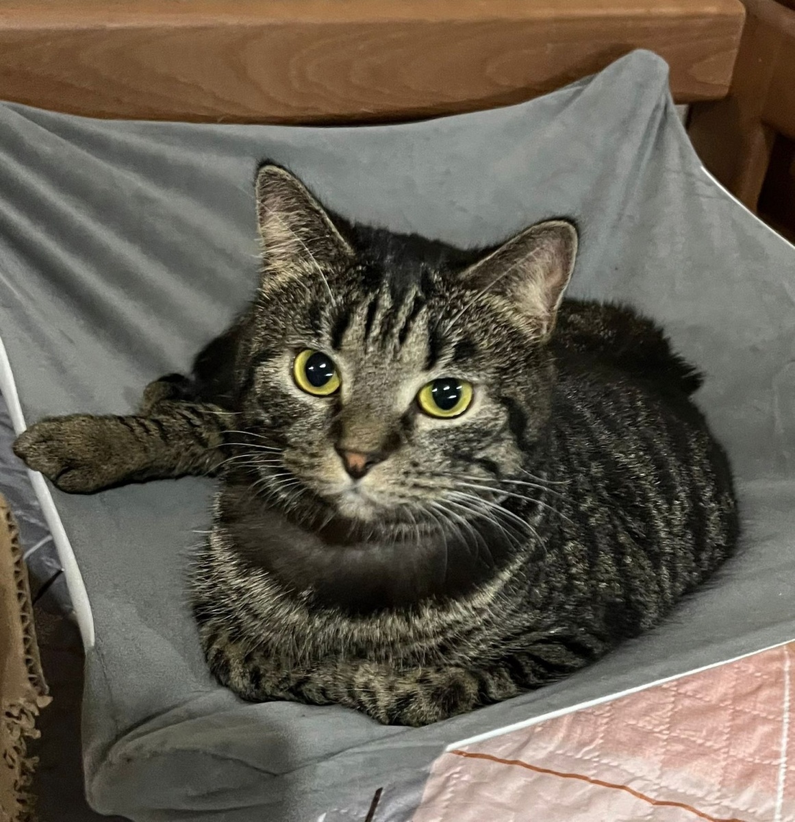 Я спинальница Куся и я надеюсь найти свой дом🏡