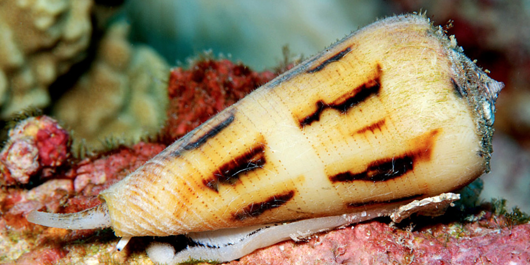 Когда сувенир может убить: какие ракушки лучше не трогать на море