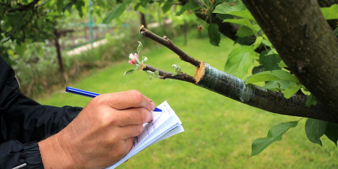 Дичка как подвой для плодовых деревьев: надежный фундамент вашего сада