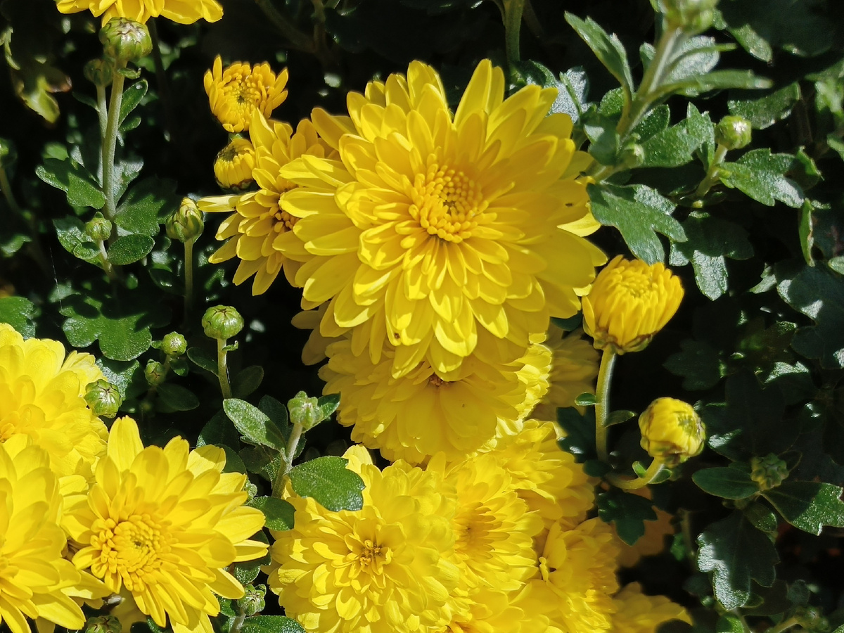 ФТ Сириус, Имеретинская набережная, декабрь 2025 года