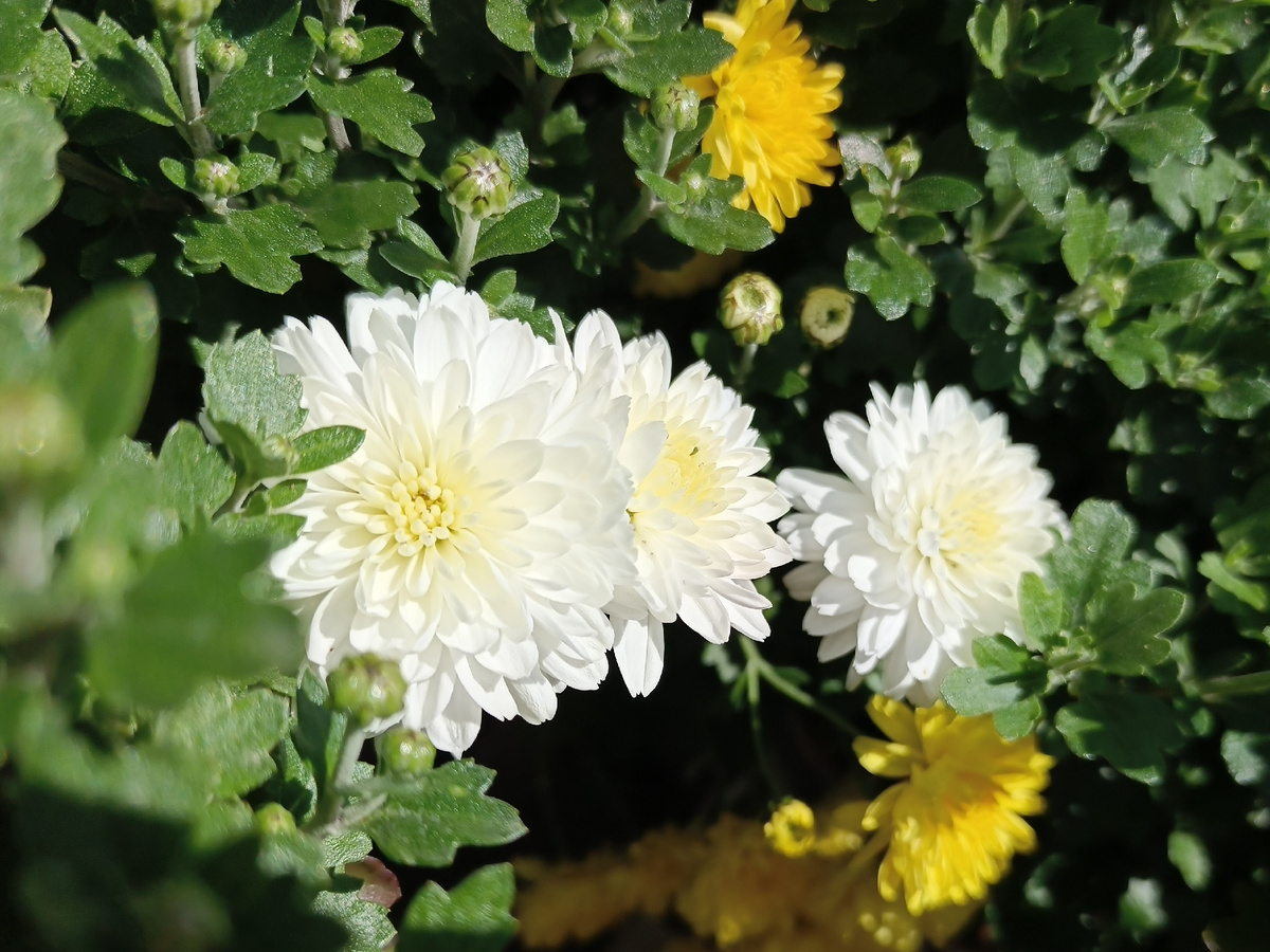 ФТ Сириус, Имеретинская набережная, декабрь 2025 года