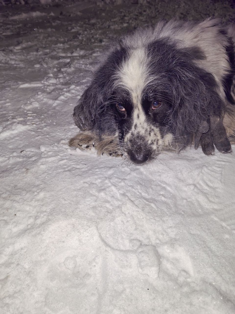 Собачка, дежала на снегу и не вставала, теперь она в приюте, в тепле и заботе