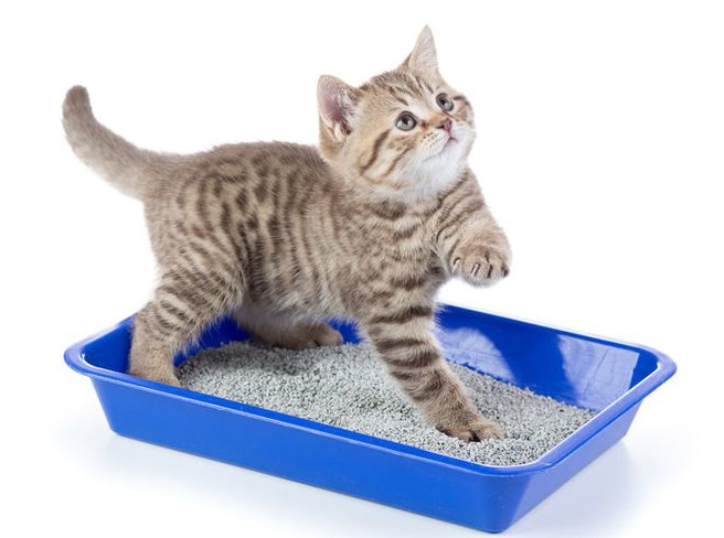 Прежде чем корректировать поведение кошки, проверьте эти два базовых шага